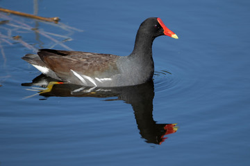 Common Gallinule in Florida Marsh