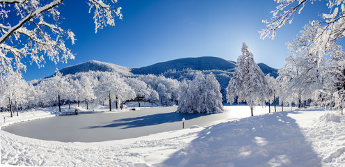 snow on trees in winter