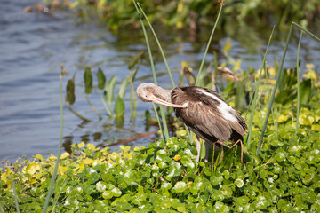 Immature White Ibis in Florida marsh