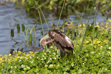 Immature White Ibis in Florida marsh