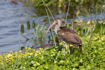 Immature White Ibis in Florida marsh