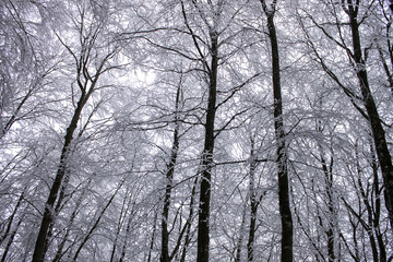 snow on trees in winter