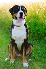 Portrait of a beautiful Greater Swiss Mountain Dog, also known als Swissy.