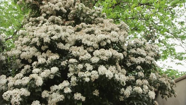  Hawthorn bush - cespuglio di biancospino