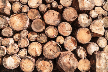 Woodpile in Asiago