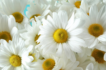 Bunch of beautiful chamomile flowers as background, closeup