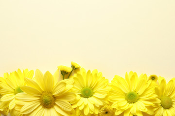 Beautiful chamomile flowers on color background, flat lay with space for text