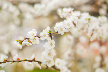White apricot blossom. Buds flowering tree in April.The concept of spring. Natural background. Wallpaper for design. Selective focus