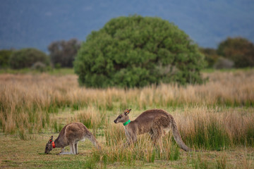 Obraz na płótnie Canvas Eastern Grey kangaroos tagged as part of a scientific study on movement and breeding habits at Wilsons Promontory national park, Victoria, Australia