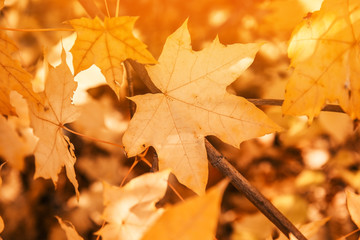 Bright leaves on blurred background, outdoors. Autumn day