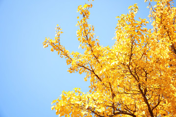 Fototapeta premium Tree with golden leaves against blue sky. Autumn sunny day