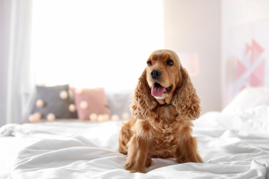 Cute Cocker Spaniel dog on bed at home. Warm and cozy winter