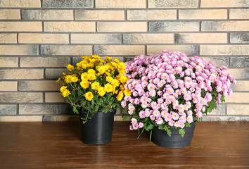 Beautiful potted chrysanthemum flowers on table near brick wall