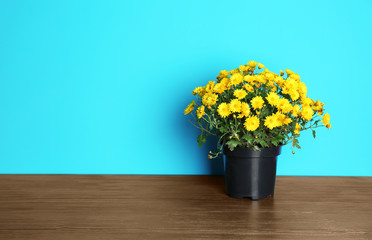 Beautiful potted chrysanthemum flowers on table against color background. Space for text