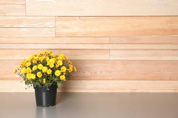 Beautiful potted chrysanthemum flowers on table near wooden wall. Space for text