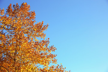 Beautiful autumn tree with bright leaves against sky. Space for text