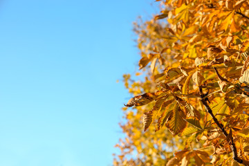 Beautiful autumn tree with bright leaves against sky. Space for text