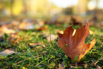Autumn leaf on green grass in park. Space for text