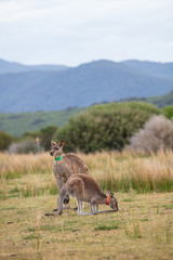 Eastern Grey kangaroos tagged as part of a scientific study on movement and breeding habits at Wilsons Promontory national park, Victoria, Australia