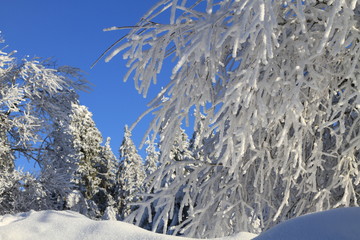 Winterwald