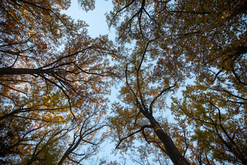 tree canopy in Autumn