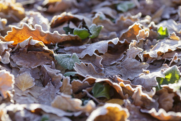 Full frame close up of old frozen fallen oak (quercus) leaves covered in hoarfrost ice crystals