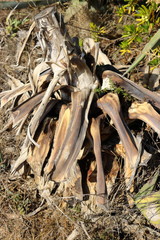 dead aloes