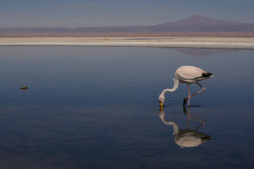 Flamencos en Laguna Chaxa