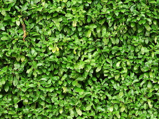 green leaves background