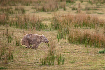 Naklejka na ściany i meble Wombat running through the grassland at Wilsons Promontory national park, Victoria, Australia