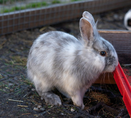 Kleiner Hase seitlich