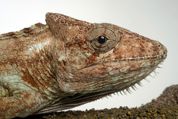 Fototapeta premium Falsches Chamäleon (Anolis barbatus) - Western Bearded Anole 