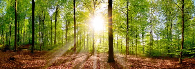 Beautiful forest panorama in spring with bright sun shining through the trees