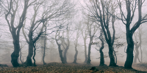 Haunted Forest of Spooky Gnarled Beech Trees in Thick Fog
