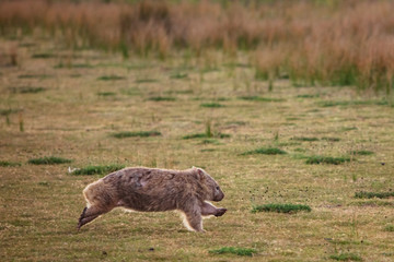 Wombat running through the grassland at Wilsons Promontory national park, Victoria, Australia