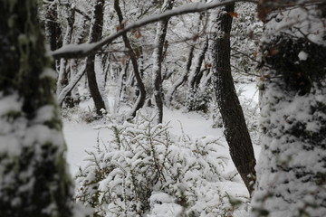 Nieve en Lago Falkner, Villa La Angostura, San Martin de los Andes, Siete Lagos, Neuquen, Patagonia...