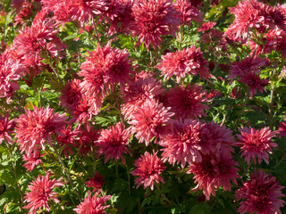 Chrysanthème des jardins (Chrysanthemum grandiflorum) en forme de marguerite à plusieurs rangées de couleur rose teinté de rouge
