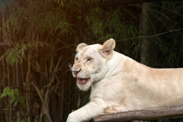 Close up of white lion laying on wood and act like threatening