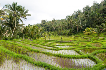 Bali Rice Terraces. The beautiful and dramatic rice fields of Jatiluwih in southeast Bali have been designated the prestigious UNESCO world heritage site.