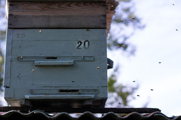 bees in beehive