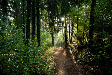 Sonnenstrahlen im grünen Wald