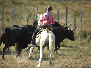 the guardian of the bulls in Camargue, France