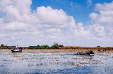 Tourist boat and water baffalo at lake of Talay Noi Phatthalung - Thailand