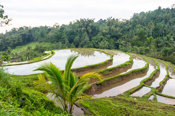 Fototapeta na wymiar Bali Rice Terraces. The beautiful and dramatic rice fields of Jatiluwih in southeast Bali have been designated the prestigious UNESCO world heritage site.