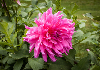 Dahlias