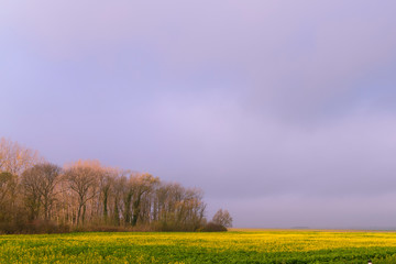 Obraz premium Feld mit Bäumen und blauem Himmel