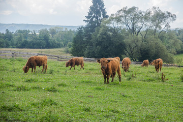 Fototapeta na wymiar Long haired cattle on the meadow