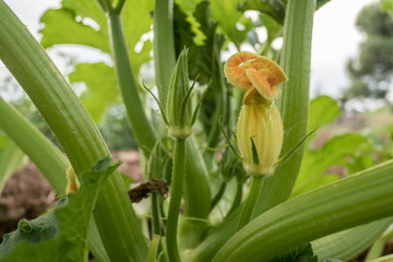 Obraz premium Squash blossoms. Zucchini plant