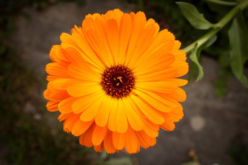 Orange Daisy