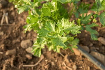 Parsley growing in a vegetable garden